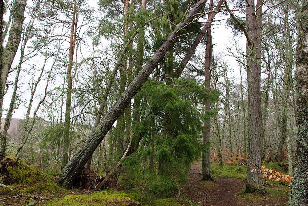 A woodland path and on the left hand side there are 2 Scots Pine trees which are partially uprooted and are leaning heavily over the track.