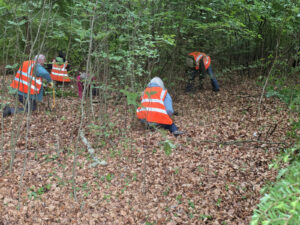 Members of MCWG clearing Beech saplings