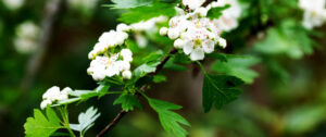 Hawthorn Flowers