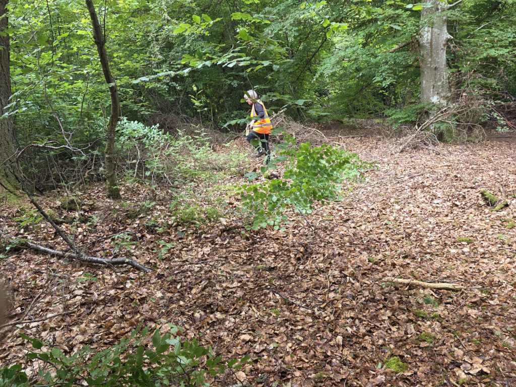 Thinning the trees – Compartment 11/12. Photo: Ian Fraser